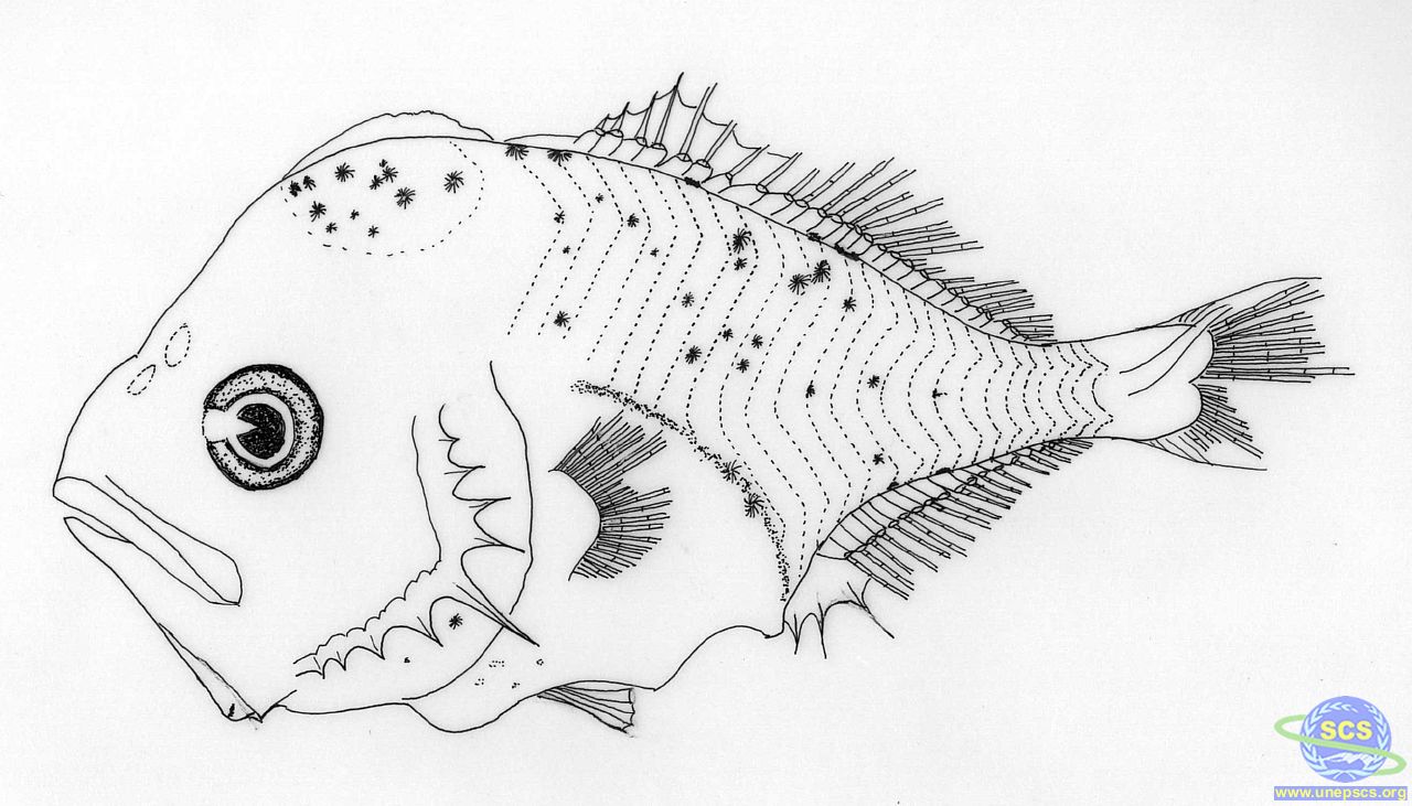 Sea Fish Drawing