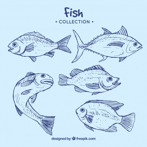 626x626 Fish Vectors, Photos And Free Download - Sea Fish Drawing