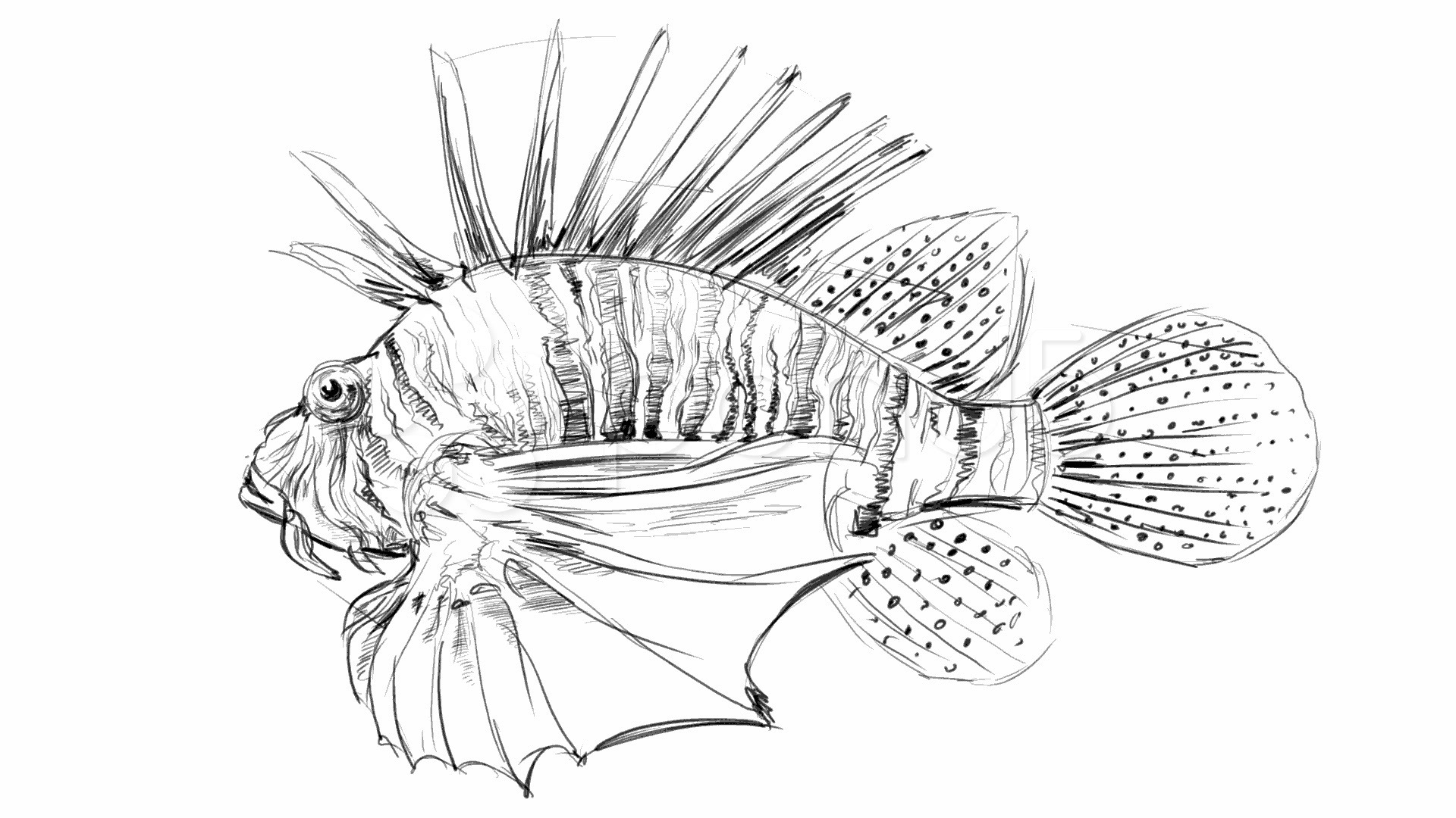 1920x1080 Pencil Sketch Of Sea Fish Video Clip - Sea Fish Drawing