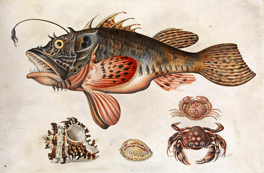 900x590 deep sea fish crabs and sea snails drawing - Sea Fish Drawing
