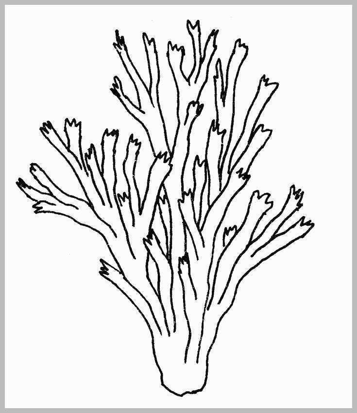 735x851 giant floor coloring books lovely sea floor drawing - Sea Floor Drawing