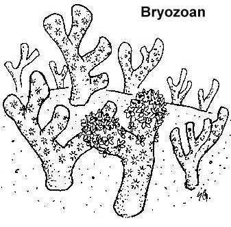 337x332 images in time, educational resources for k - Sea Floor Drawing