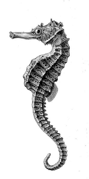 297x599 Seahorse - Sea Horse Drawing