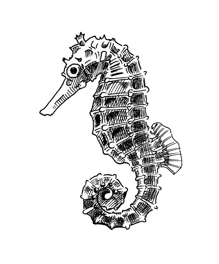 748x900 Seahorse On White Drawing - Sea Horse Drawing