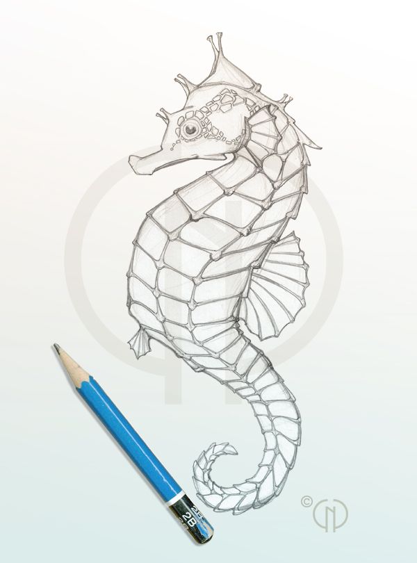 600x810 Seahorse Sketch Catherine Noel Catherinenoel Seahorse Drawing Ds - Sea Horse Drawing