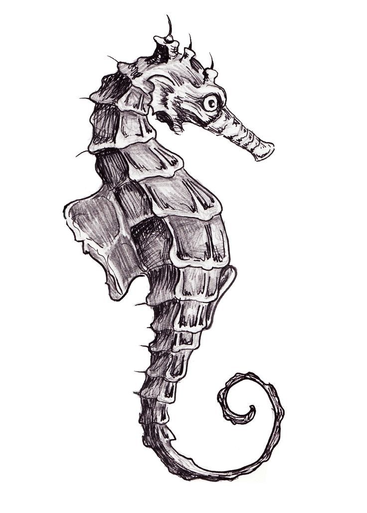 736x1030 Realistic Seahorse Drawing - Sea Horse Drawing
