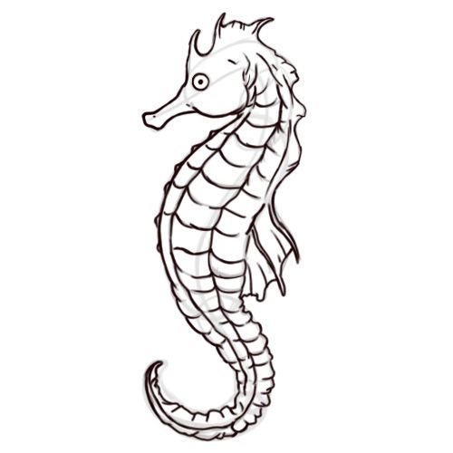 500x500 Draw A Seahorse - Sea Horse Drawing