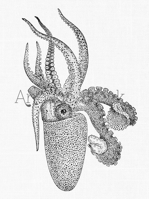 570x760 Octopus Old Image Sea Life Drawing Octopus Argonauta Vintage Etsy - Sea Life Drawings