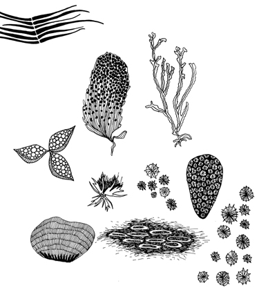 375x423 Sea Life Jeannemcgee's Blog - Sea Life Drawings