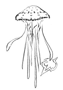 209x300 Sea Life Drawings - Sea Life Drawings