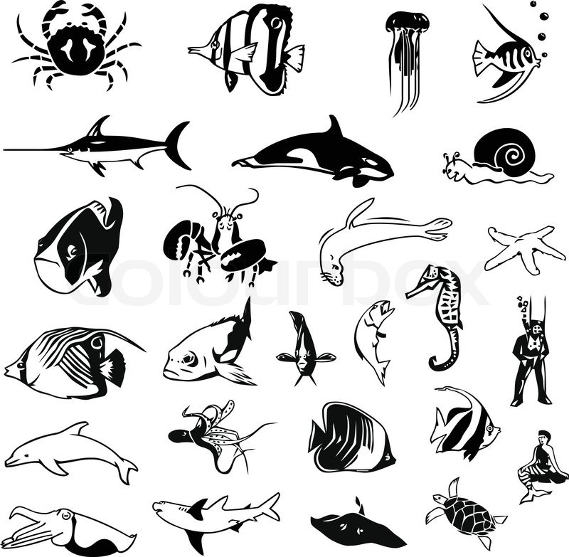 800x783 Sea Life Creatures Stock Vector Colourbox - Sea Life Drawings