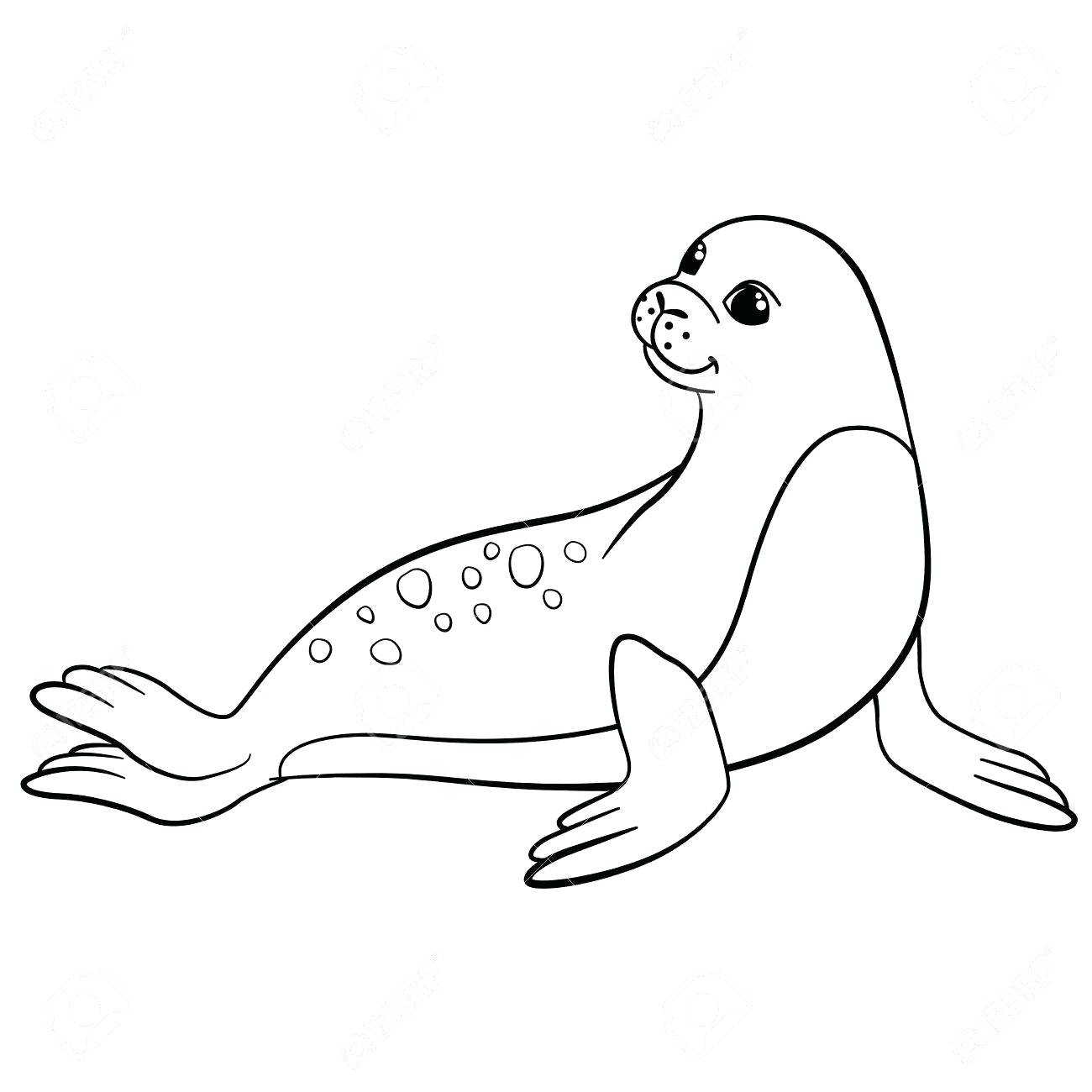 How To Draw A Sea Lion Step By Step