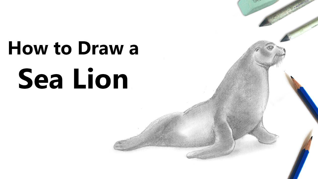 1280x720 how to draw a sea lion with pencil - Sea Lion Drawing