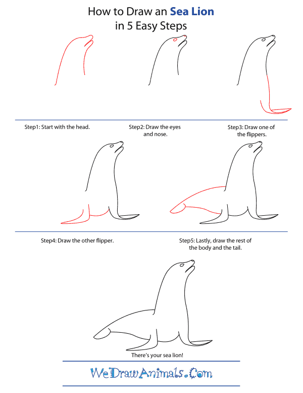 600x776 how to draw a sea lion - Sea Lion Drawing