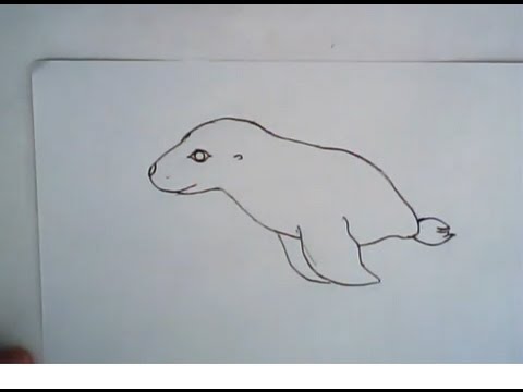 480x360 how to draw a sea lion - Sea Lion Drawing