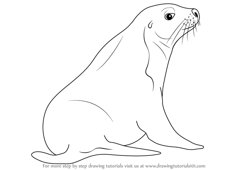 Sea Lion Drawing at Explore collection of Sea Lion