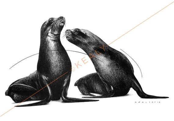 570x399 sea lions drawing print black and white etsy - Sea Lion Drawing