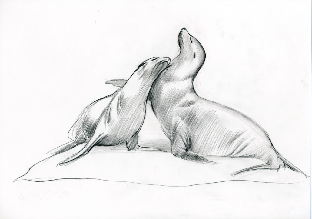 1030x723 sea lions susannah holt - Sea Lion Drawing