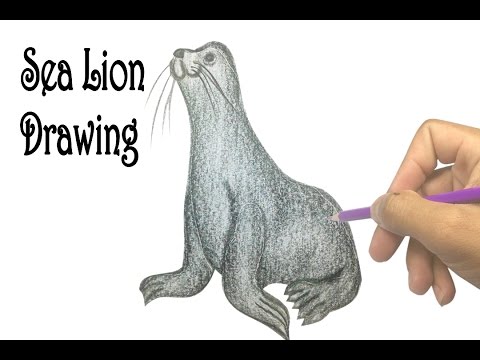480x360 Step - Sea Lion Drawing