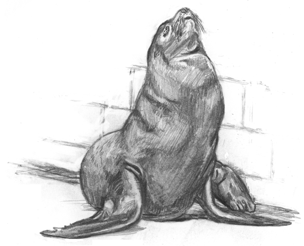 600x486 tammy stellanova illustrated journalism and a sea lion - Sea Lion Drawing