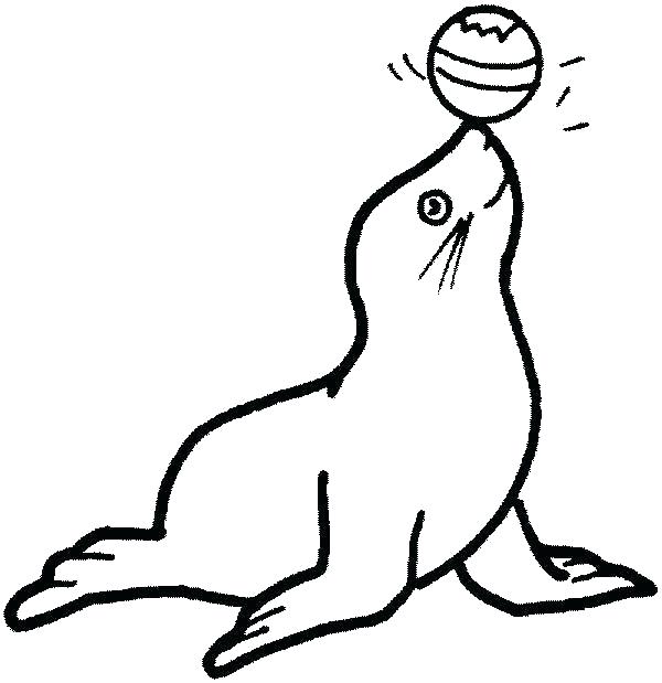 Sea Lion Drawing For Kids