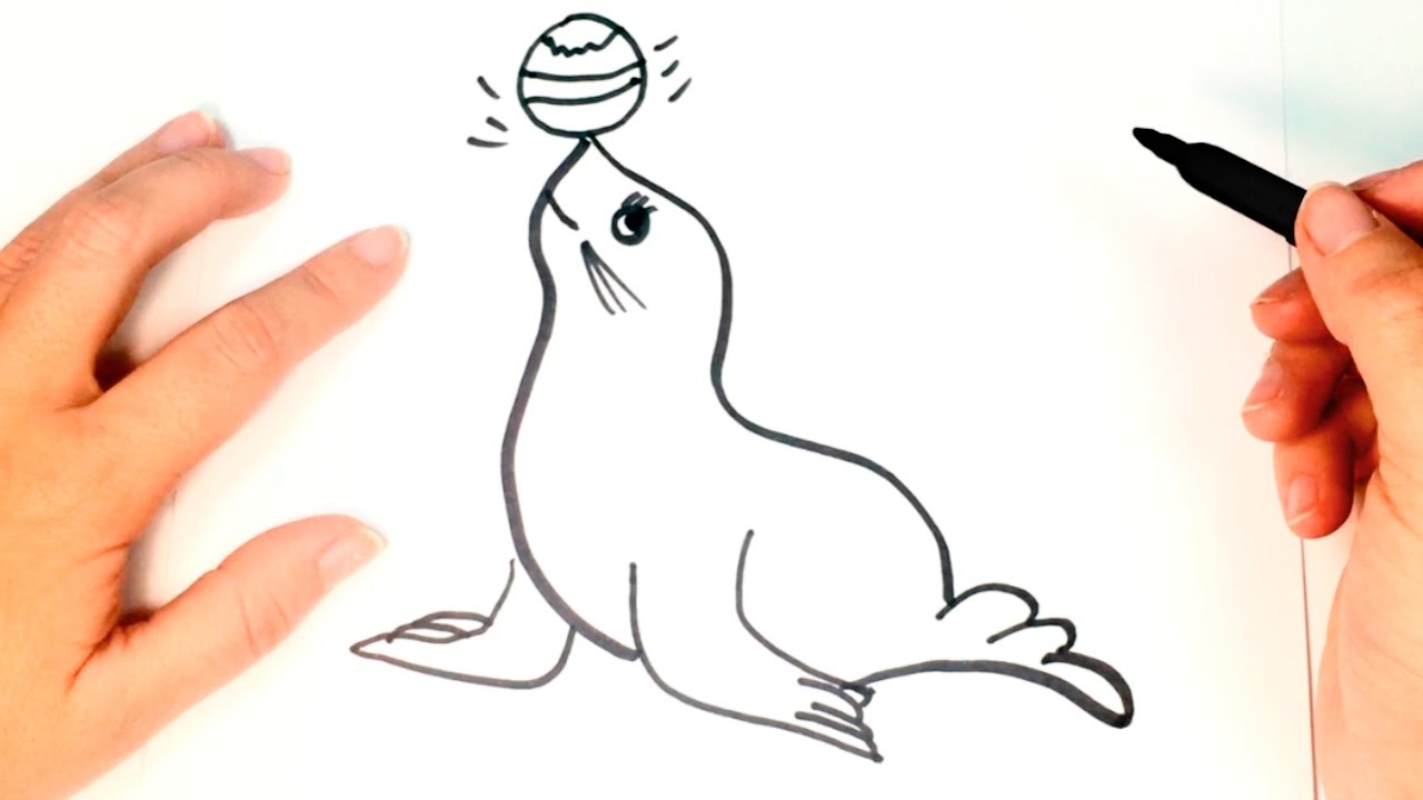 1280x720 how to draw a seal for kids seal drawing lesson step - Sea Lion Drawing For Kids
