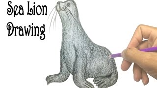 320x180 how to draw a sea lion tutorials and online canvas - Sea Lion Drawing For Kids