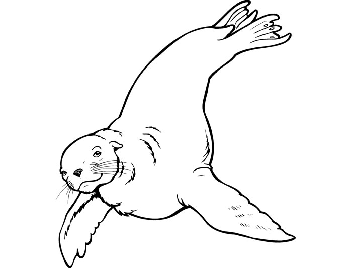700x532 sea lion coloring - Sea Lion Drawing For Kids