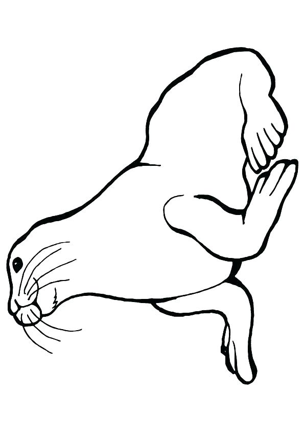 595x842 sea lion with its baby coloring - Sea Lion Drawing For Kids