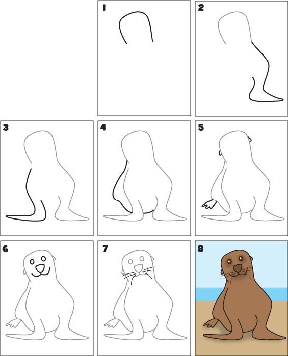 565x699 how to draw a sea lion drawing drawings, sea creatures drawing - Sea Lion Drawing For Kids