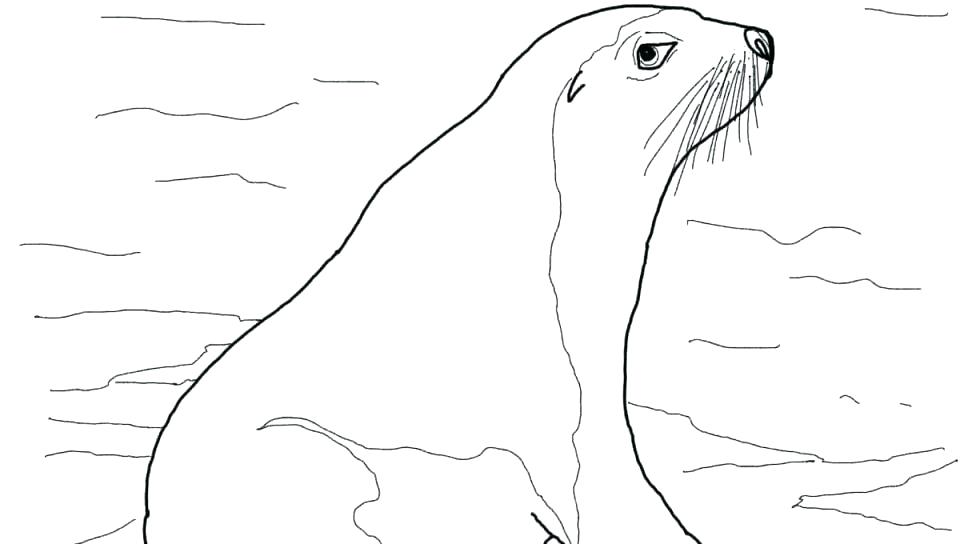 Sea Lion Drawing For Kids at PaintingValley.com | Explore collection of ...