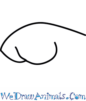 300x350 How To Draw A Sea Otter - Sea Otter Drawing