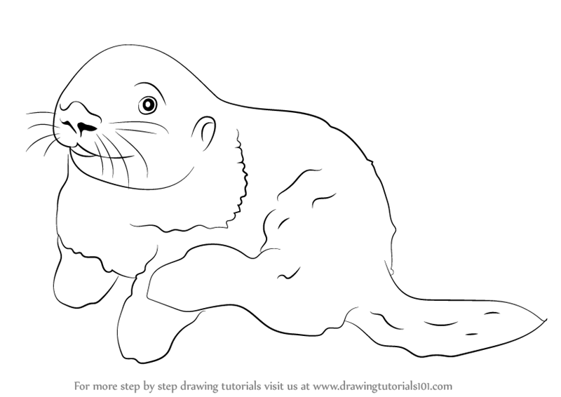 800x566 Learn How To Draw A Sea Otter - Sea Otter Drawing