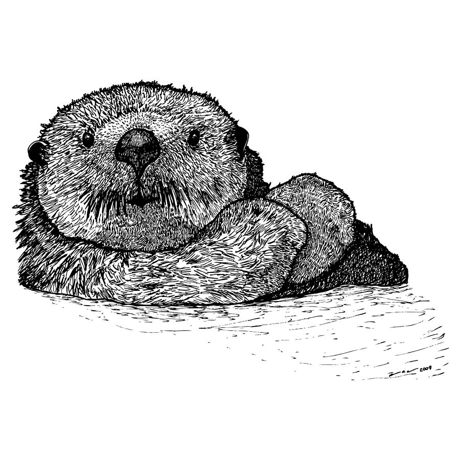 900x900 Sea Otter Drawing - Sea Otter Drawing
