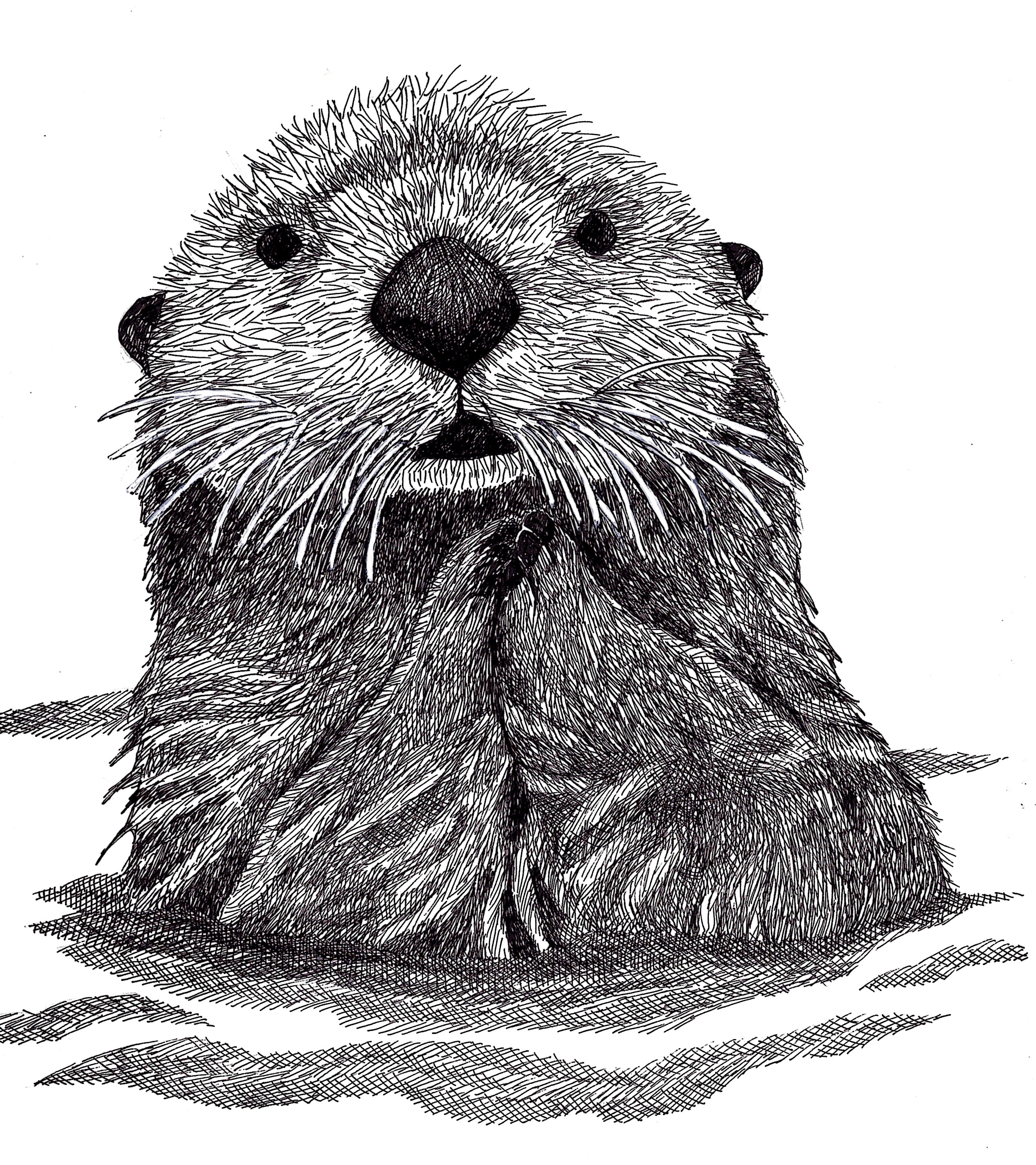 Sea Otter Drawing at PaintingValley.com | Explore collection of Sea