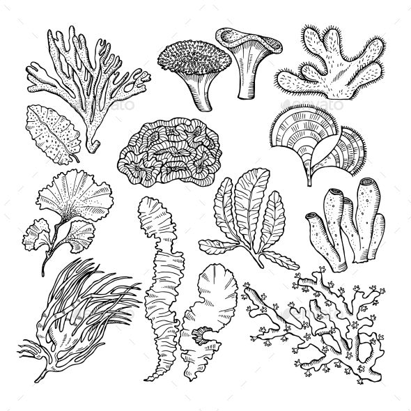 Sea Plants Drawing