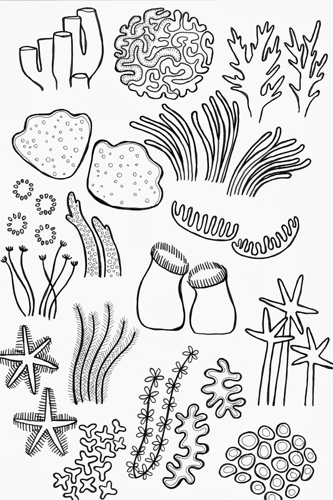 1065x1600 Drawing Underwater Coral Reef Coral Reef Coral Reef Art, Coral - Sea Plants Drawing