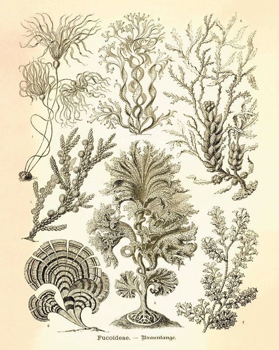 570x713 Drawn Sea Life Ocean Plant - Sea Plants Drawing