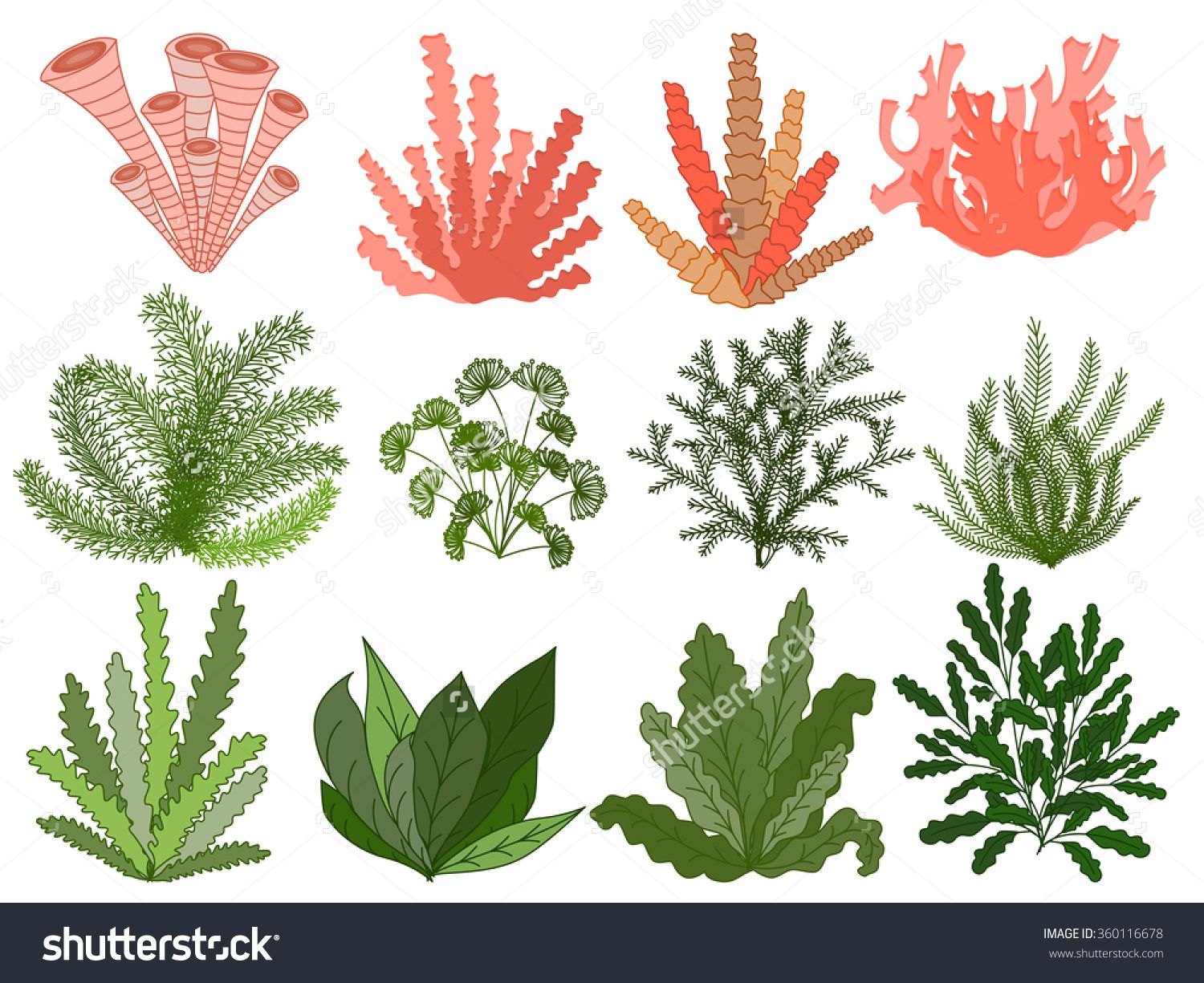 1500x1225 Image Result For How To Draw Seaweed And Coral Art - Sea Plants Drawing