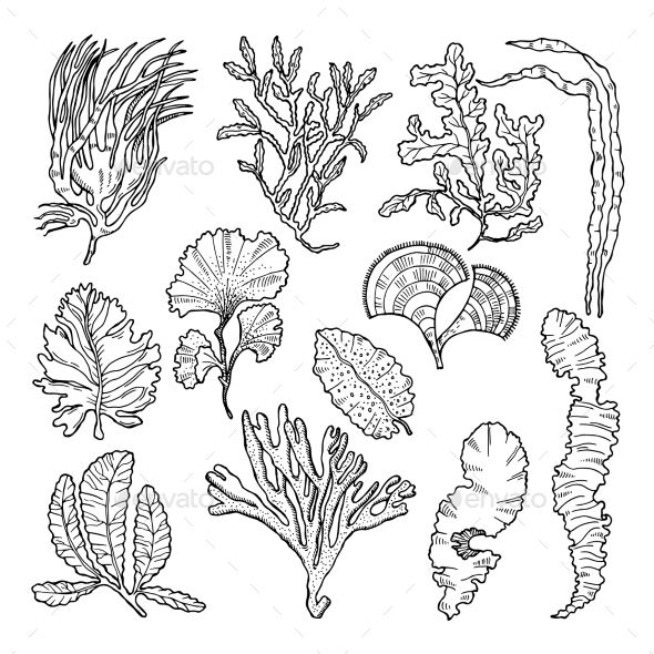 590x590 Marine Sketch With Different Underwater Plants Underwater Sea - Sea Plants Drawing