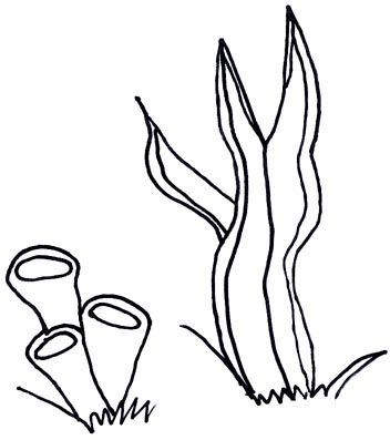 352x397 Ocean Plants Coloring Pages - Sea Plants Drawing
