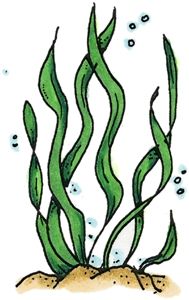 189x300 Sea Plant - Sea Plants Drawing