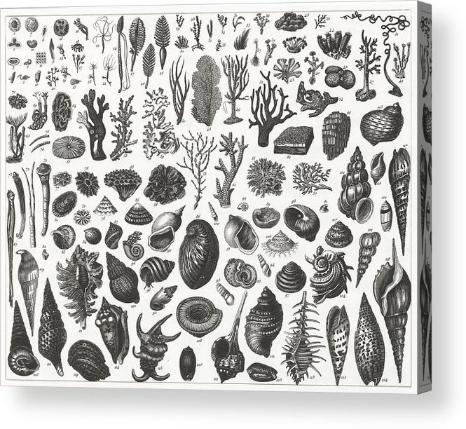 665x612 Sea Plants, Shells And Mussels Engraving Acrylic Print - Sea Plants Drawing