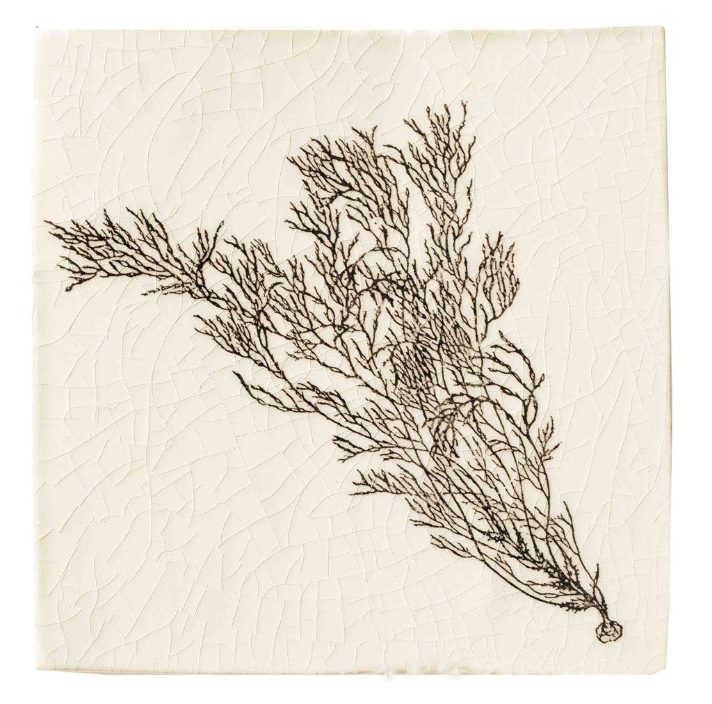1024x1012 Sea Plants Welbeck Tiles - Sea Plants Drawing