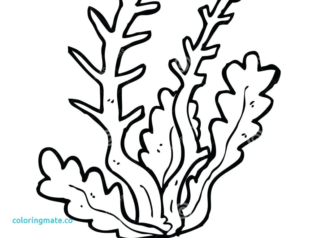 1024x768 Sea Plants Coloring Pages - Sea Plants Drawing