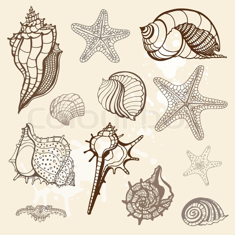 800x800 Sea Collection Hand Drawn Vector Stock Vector Colourbox - Sea Plants Drawing
