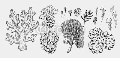 Sea Plants Drawing at PaintingValley.com | Explore collection of Sea ...