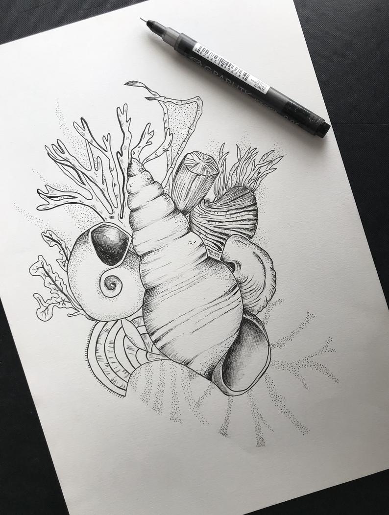 794x1052 Shells And Sea Plants Pen Drawing Etsy - Sea Plants Drawing