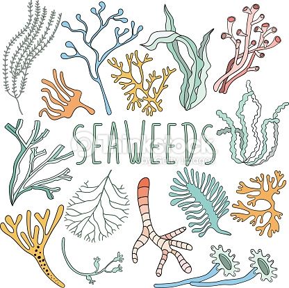 416x414 vessel,outline,painted image,plant,reef,sea,sea life,seaweed - Sea Plants Drawing