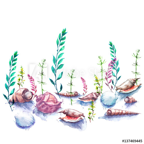 500x500 Vintage Watercolor Drawing The Seabed, Ocean, Sea Illustration - Sea Plants Drawing